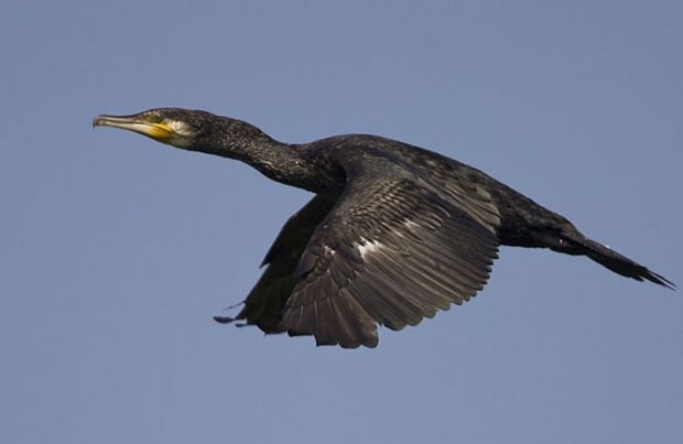 cormorani-dilagano-nelle-lagune-pd-and-ldquo-fermare-l-and-rsquo-assalto-and-rdquo