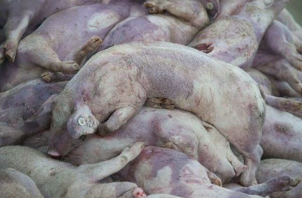 Peste suina peste-suina-fondi-per-il-benessere-animale