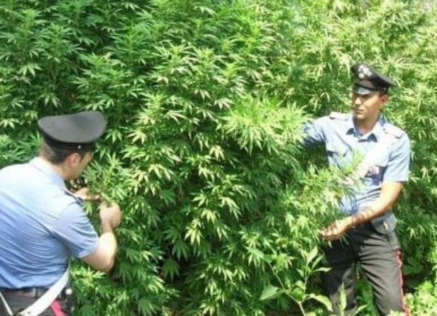 lodine-scoperta-piantagione-marijuana-pizzaiolo-in-manette