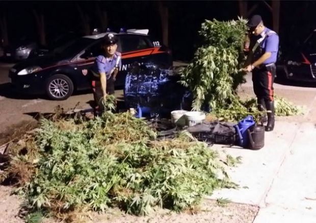 Quirra quirra-piantagione-di-cannabis-nel-poligono