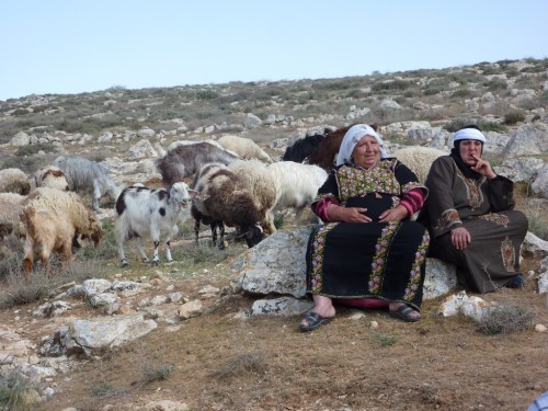 aiuti-ai-pastori-in-cisgiordania-accordo-sardegna-palestina