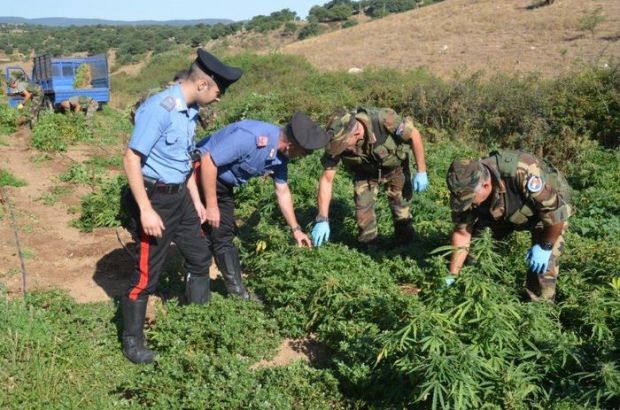 arzana-scoperta-piantagione-di-canapa-indiana