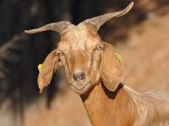 latte-di-capra-met-and-agrave-della-produzione-nazionale-in-sardegna