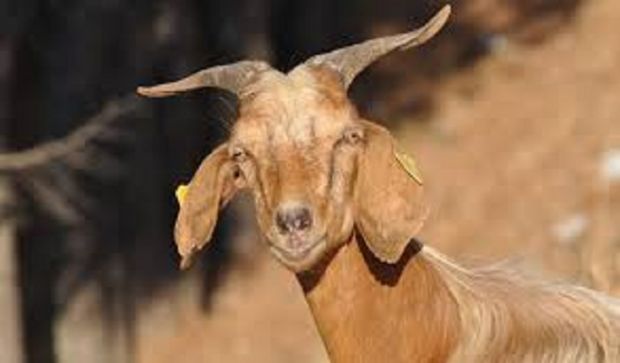 latte-di-capra-met-and-agrave-della-produzione-nazionale-in-sardegna