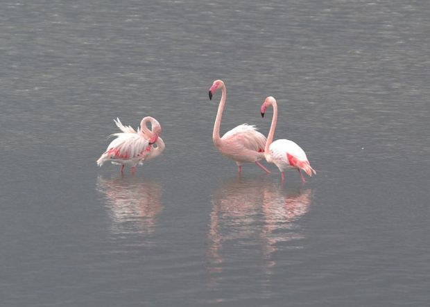 fauna-marina-e-terrestre-ecco-150-mila-euro