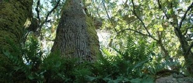 Ente foreste ente-foreste-stabilizzati-312-operai