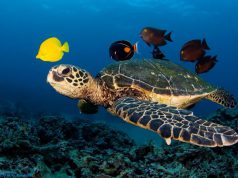 sant-and-rsquo-antioco-salvata-una-tartaruga-marina