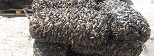 Sorpreso con cozze rubate: denunciato sorpreso-con-cozze-rubate-denunciato