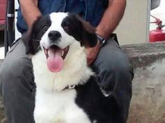 Smarrito cucciolo a Gennereruxi, i proprietari: "Aiutateci a ritrovarlo" smarrito-cucciolo-a-gennereruxi-i-proprietari-and-quot-aiutateci-a-ritrovarlo-and-quot