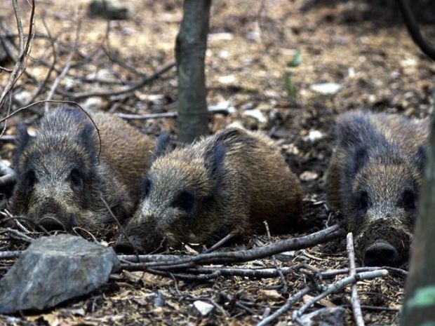 ecologisti-ricorso-al-tar-contro-calendario-caccia