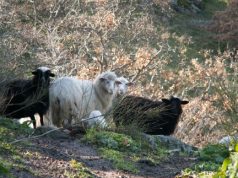 immigrazione-in-sardegna-boom-dei-pastori-romeni