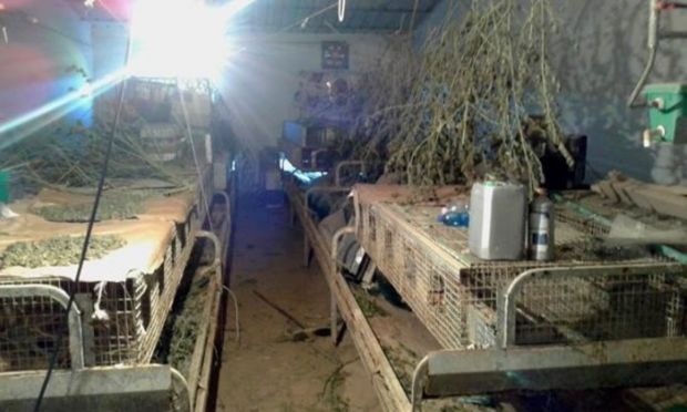 Iglesias iglesias-200-mila-euro-di-marijuana-nella-porcilaia-un-arresto