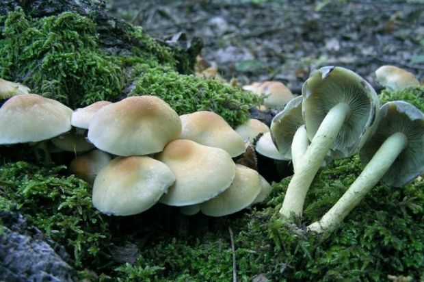 intossicazione-da-funghi-10-casi-in-pochi-giorni-in-gallura