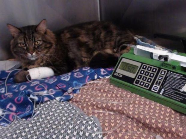 klaus-il-primo-gatto-nell-and-rsquo-isola-operato-con-tecnica-all-and-rsquo-avanguardia