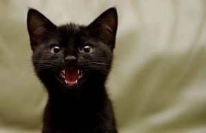 quartu-cani-e-gatti-di-famiglie-in-difficolt-and-agrave-scatta-la-raccolta-alimentare