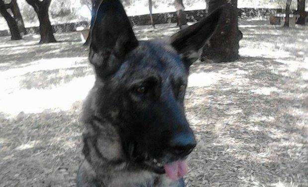 serramanna-cane-antidroga-scova-hascisc-in-buca-giardino-un-arresto