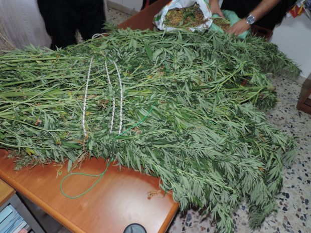 sequestrate-due-piantagioni-di-marijuana