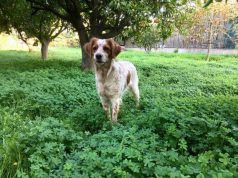 Trovata cagnetta nelle campagne di Sinnai, si cercano i proprietari trovata-cagnetta-nelle-campagne-di-sinnai-si-cercano-i-proprietari