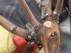 Vino, a Serdiana scuola di potatura vino-a-serdiana-scuola-di-potatura