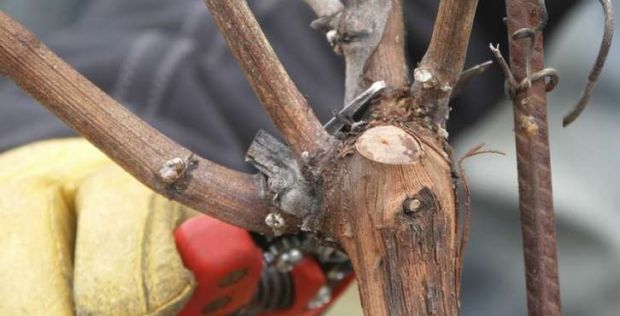 vino-a-serdiana-scuola-di-potatura