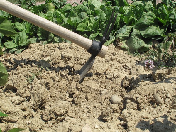 disoccupati-tutti-a-zappare-in-campagna