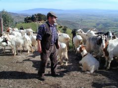 Coldiretti: 25 milioni per allevatori coldiretti-25-milioni-per-allevatori