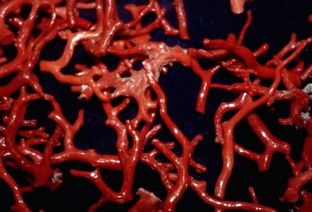 Corallo nel bagaglio smarrito corallo-nel-bagaglio-smarrito-filippino-nei-guai