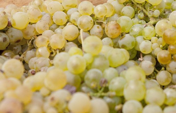 arvisionadu-paese-si-mobilita-per-salvare-antico-e-raro-vitigno