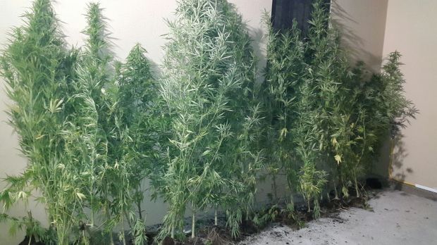 serra-per-marijuana-in-casa-tre-arresti-a-donori