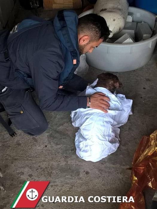 Randagio in mare salvato da Capitaneria randagio-in-mare-salvato-da-capitaneria