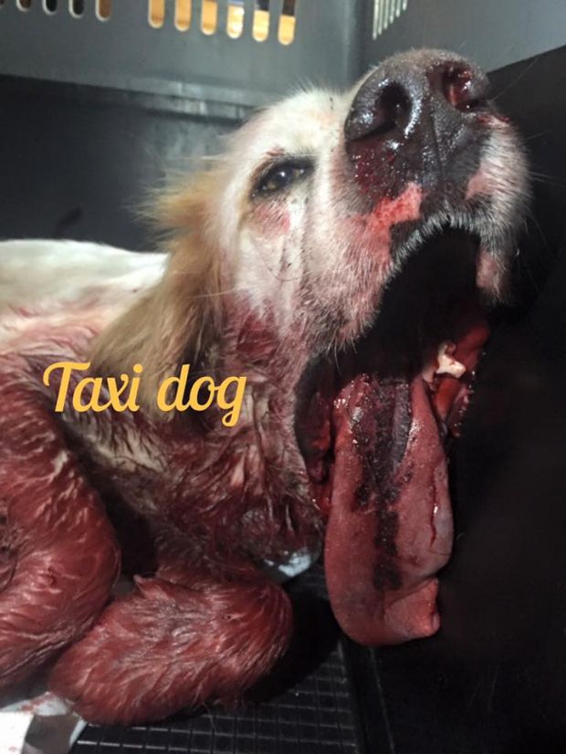 ferito-a-caccia-cane-rischia-vita-storia-commuove-web