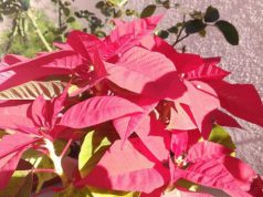 Boom di stelle di Natale prodotte nei vivai sardi boom-di-stelle-di-natale-prodotte-nei-vivai-sardi