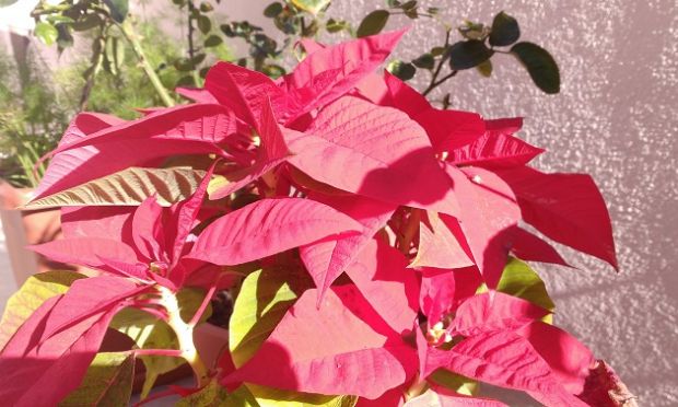 boom-di-stelle-di-natale-prodotte-nei-vivai-sardi