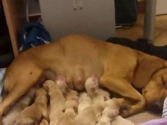 abbandonata-incinta-nel-giorno-di-natale-cagnetta-e-10-cuccioli-cercano-casa