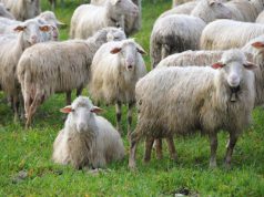 Agris vince un premio per la ricerca genetica animale agris-vince-un-premio-per-la-ricerca-genetica-animale