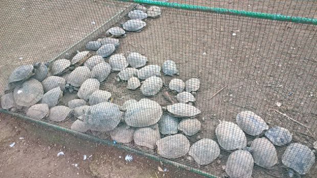 monte-urpinu-and-quot-tartarughe-senz-acqua-and-quot