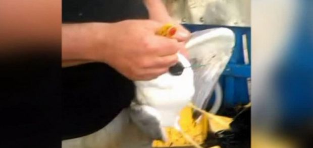 uccidono-gabbiano-con-petardo-e-postano-video-su-facebook