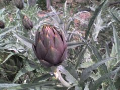 igp-agnello-e-carciofo-sardo-a-lugano