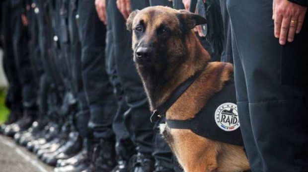 un-giardino-per-diesel-cane-eroe-di-parigi