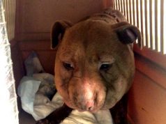 Trovata con la testa gonfia e quasi decapitata, gara di solidarietà per la cagnolina "Palla" trovata-con-la-testa-gonfia-e-quasi-decapitata-gara-di-solidariet-and-agrave-per-la-cagnolina-and-quot-palla-and-quot