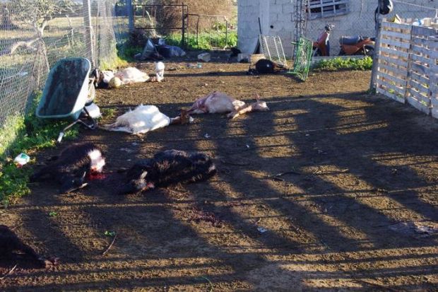 dolianova-100-animali-uccisi-a-roncolate