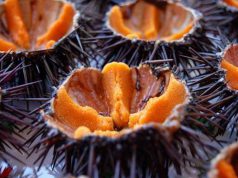 ricci-e-corallo-al-via-stagione-turistica-ad-alghero