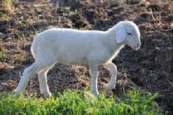 agnello-igp-circoli-sardi-ambasciatori