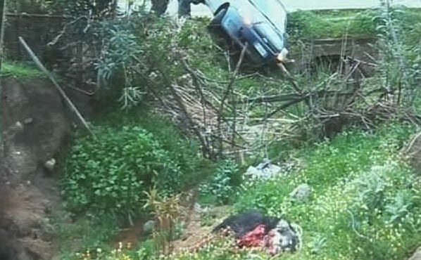 uccise-cane-trascinandolo-con-l-and-rsquo-auto-via-a-processo