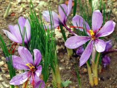 zafferano-in-sardegna-70-produzione-nazionale
