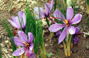Al via Strade dello zafferano di Sardegna Dop zafferano-in-sardegna-70-produzione-nazionale