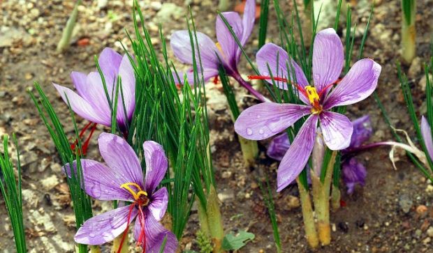 zafferano-in-sardegna-70-produzione-nazionale