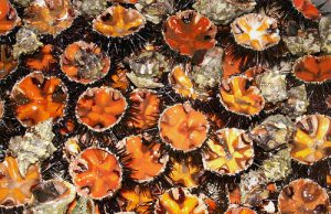 Alghero, guardia costiera sequestra oltre 500 ricci a pescatore sportivo, multa da 1000 euro quintali-di-gusci-di-ricci-nel-tirso-2-pescatori-nei-guai