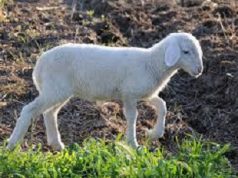tutela-qualit-and-agrave-per-agnello-sardo-igp