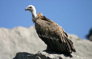 forestale-nucleo-antiveleno-per-salvare-i-grifoni